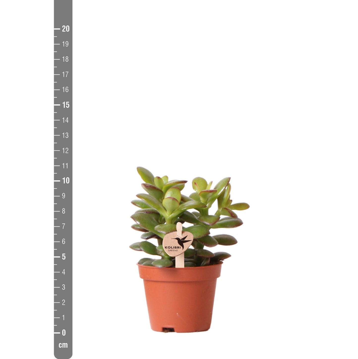 Kolibri Greens | Groene Pflanze - Sukkulente Crassula Minor - Blumenerde Ø6cm - Pflanzfix24