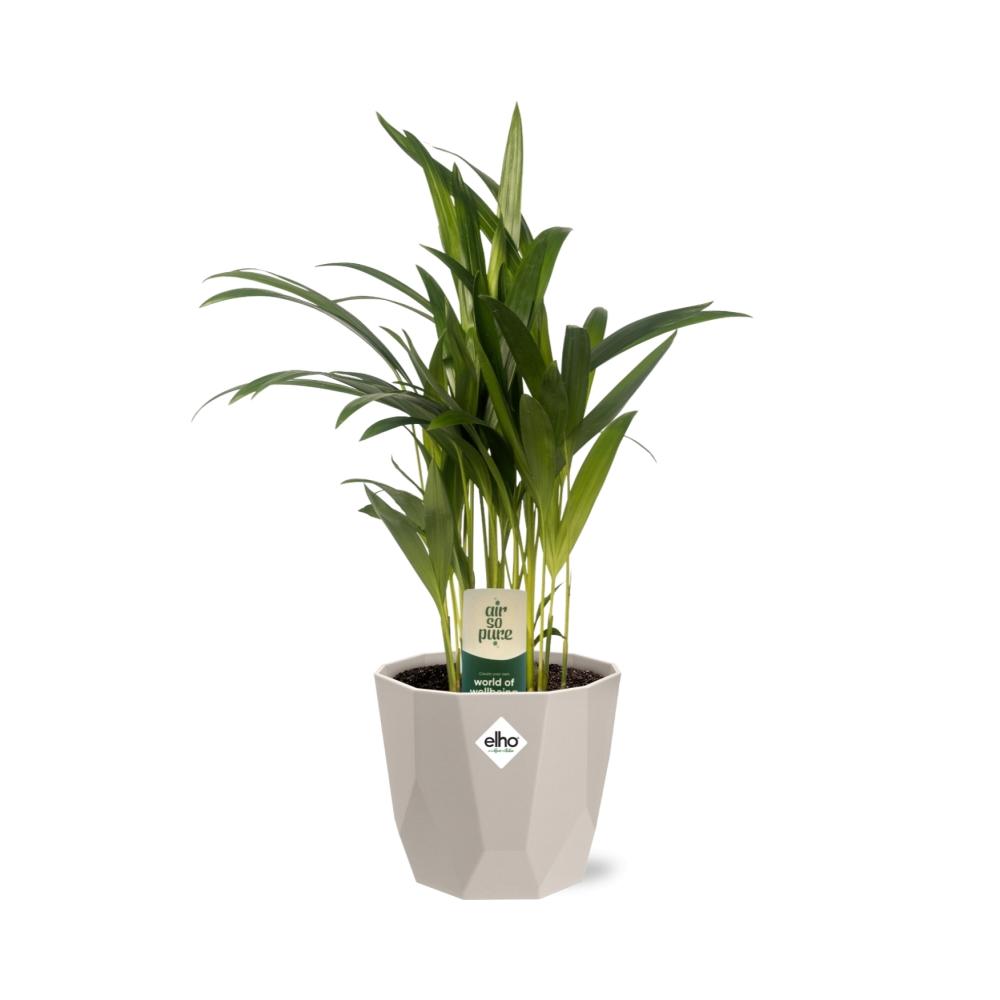 Dypsis Lutescens Bambuspalme 12cm in ELHO b.for rock 14 cm warm grey - Pflanzfix24