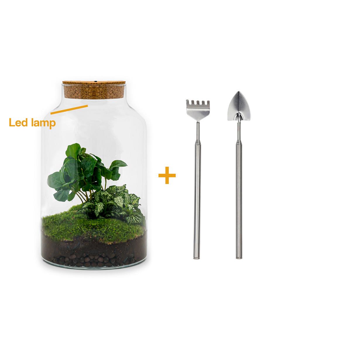 Flaschengarten - Milky Coffea mit Lampe - ↕ 31 cm - Rake + Shovel - Pflanzfix24.de - Pflanzfix24.de