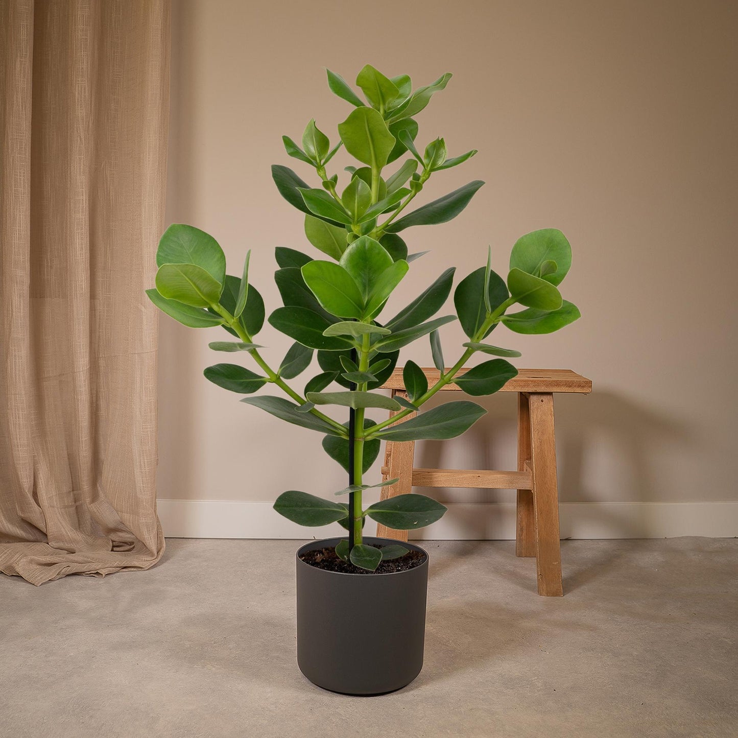 Clusia Rosea Princess - Ø17cm - ↕60cm bei Pflanzfix24.de - Pflanzfix24.de