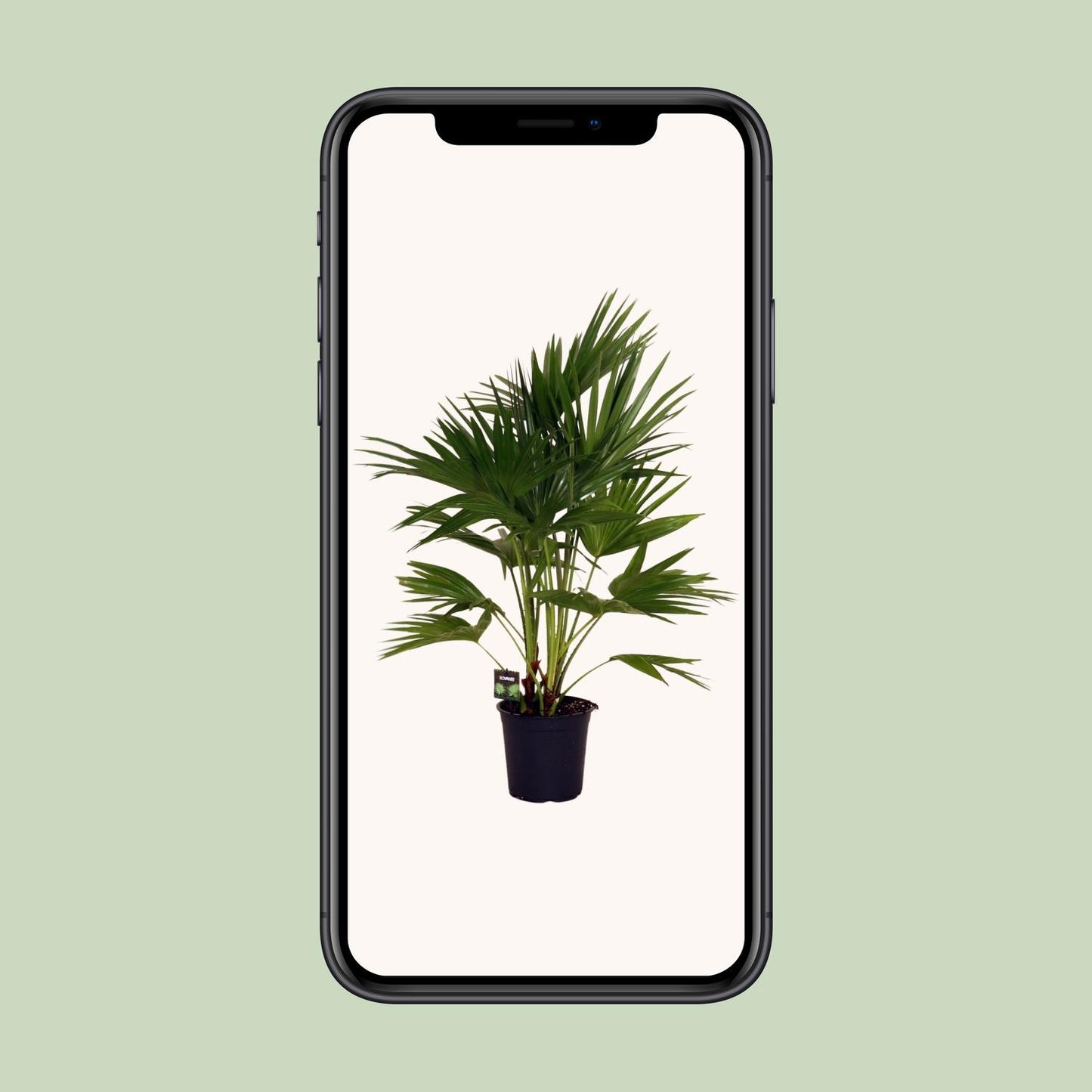Livistona chinensis Palme Ø24cm – 100cm hoch | Pflanzfix24.de - Pflanzfix24.de