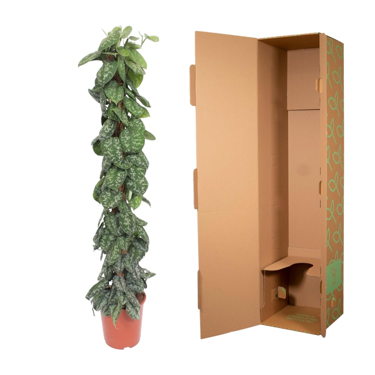 Scindapsus Pictus Trebie Moosstab 160cm – Kletterpflanze | Pflanzfix24.de - Pflanzfix24.de