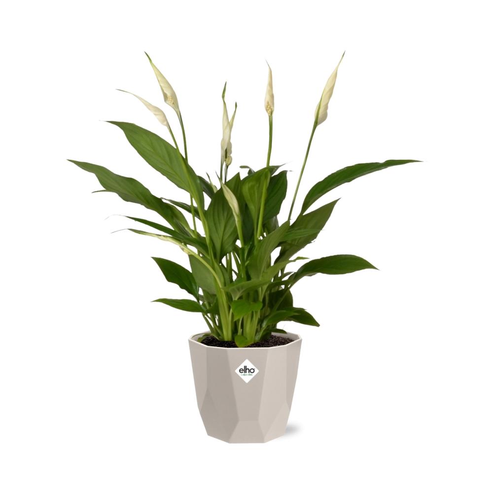 Spathiphyllum 12 cm Torelli in ELHO b.for rock 14 cm warm grey - Pflanzfix24
