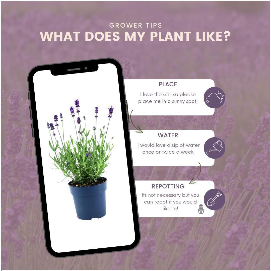 Lavandula angustifolia Felice® 24er-Set 12 cm Topf – Pflanzfix24.de - Pflanzfix24.de