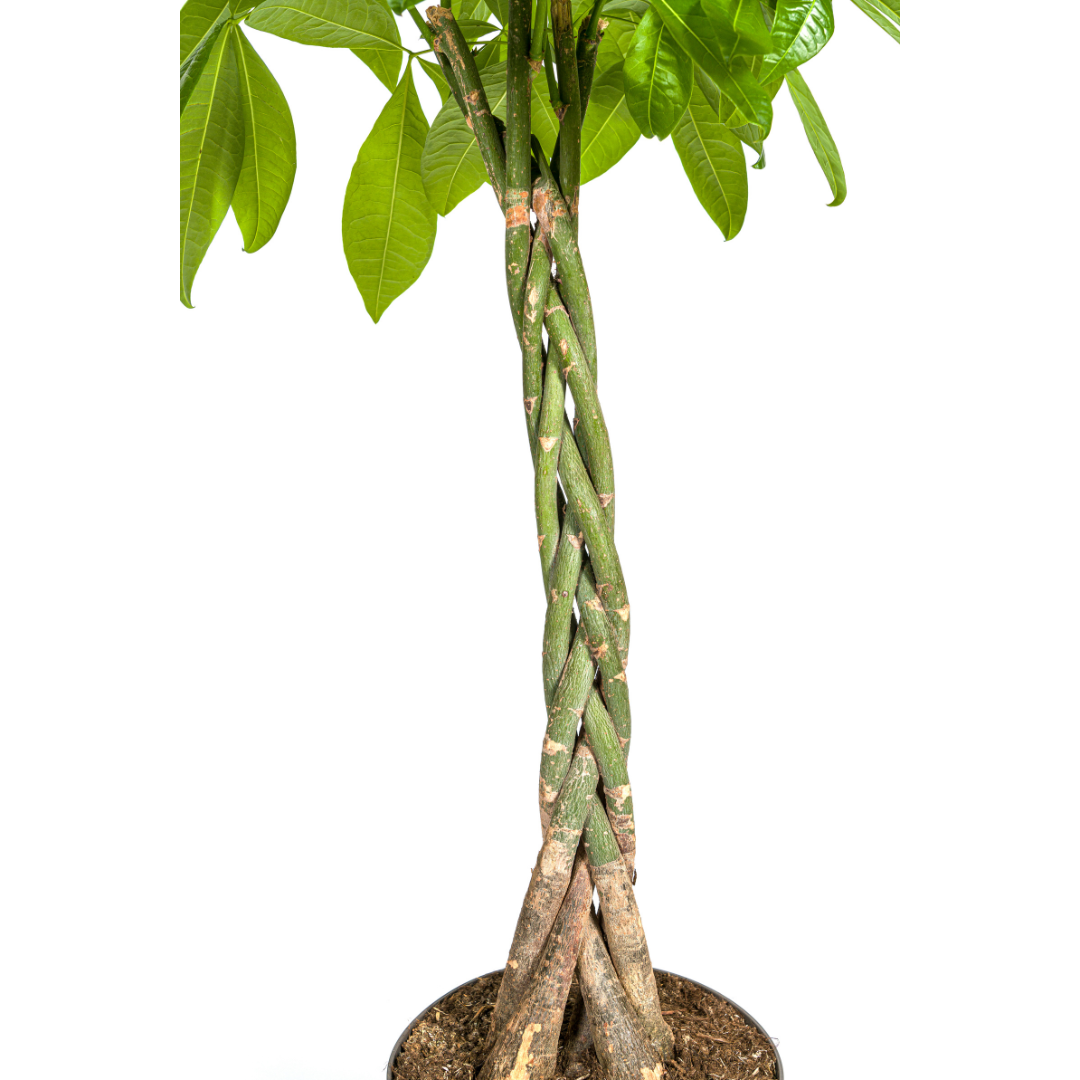 Pachira Aquatica Ø27cm - ↕130 - 150cm bei Pflanzfix24