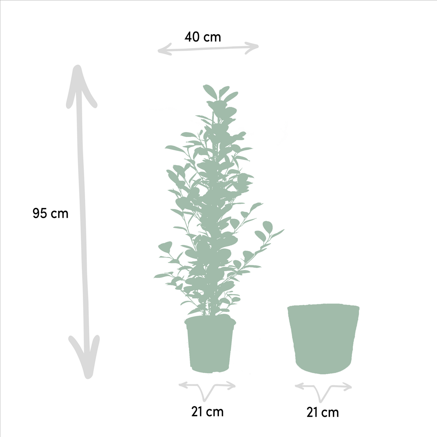 Ficus microcarpa Moclame - Ø21cm - ↕95cm + Korb Igmar - Pflanzfix24
