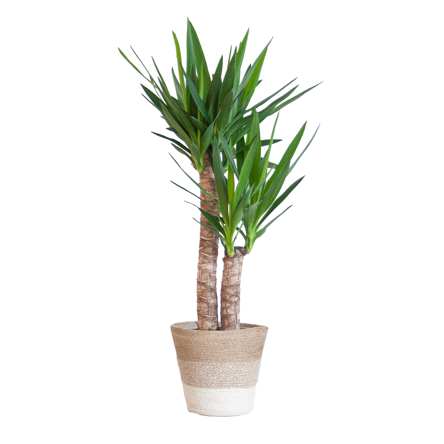 Yucca Elephantipes 90cm mit weißem Korb - pflanzfix24