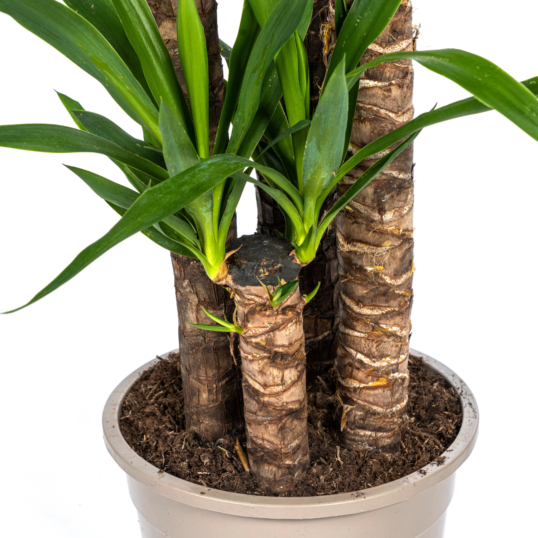Yucca Elephantipes Ø27cm | Zimmerpflanze 150-170cm – Pflanzfix24.de - Pflanzfix24.de