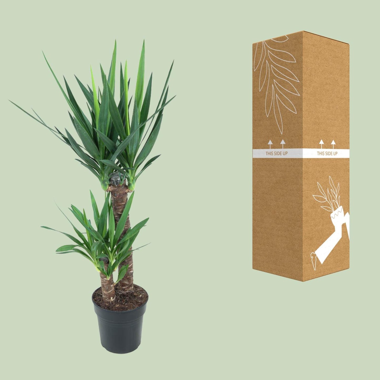 Yucca Elephantipes 100cm Ø21cm – Pflegeleichte Zimmerpflanze | Pflanzfix24.de - Pflanzfix24.de