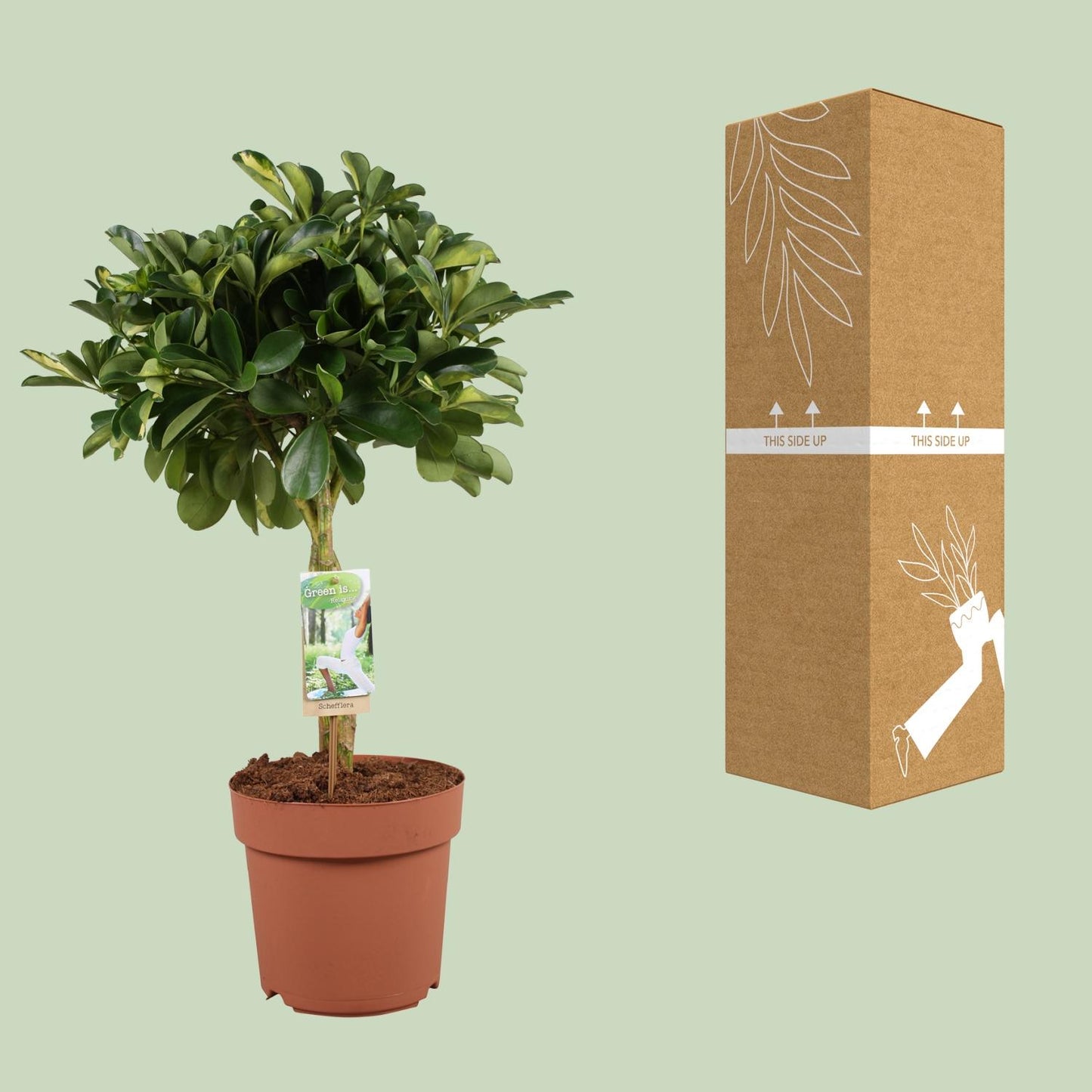 Schefflera Arboricola Gerda - Ø21cm - ↕80cm | Pflanzfix24