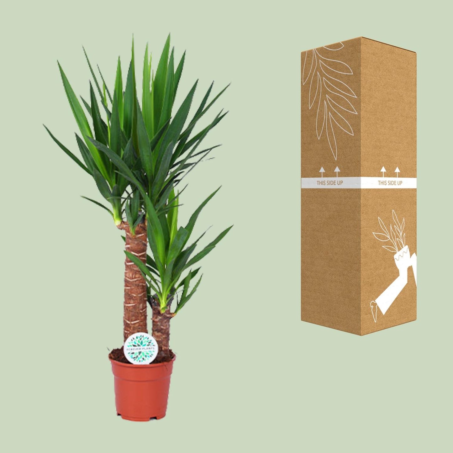 Yucca Pflanze Ø17cm – 80cm hoch | Pflanzfix24.de - Pflanzfix24.de