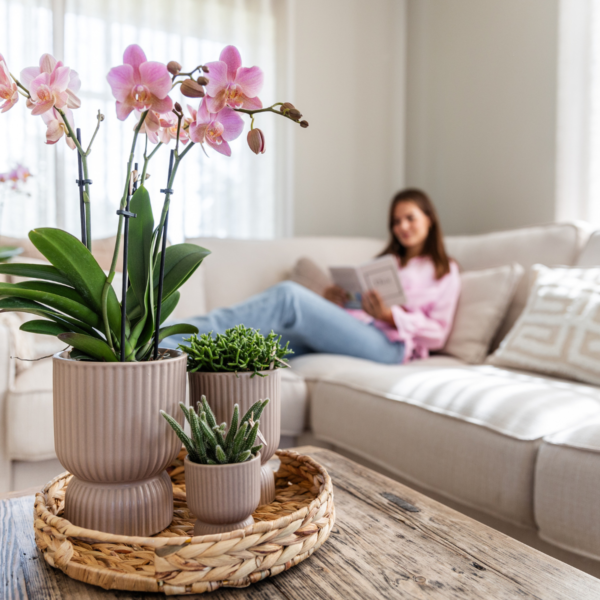 2x Orchidee „Treviso“ Altrosa Ø12 cm – Phalaenopsis Set | Pflanzfix24.de - Pflanzfix24.de
