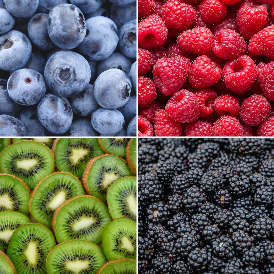 Sommerfruchten BIO Obstpflanzen Mix - 4 Sorten - pflanzfix24