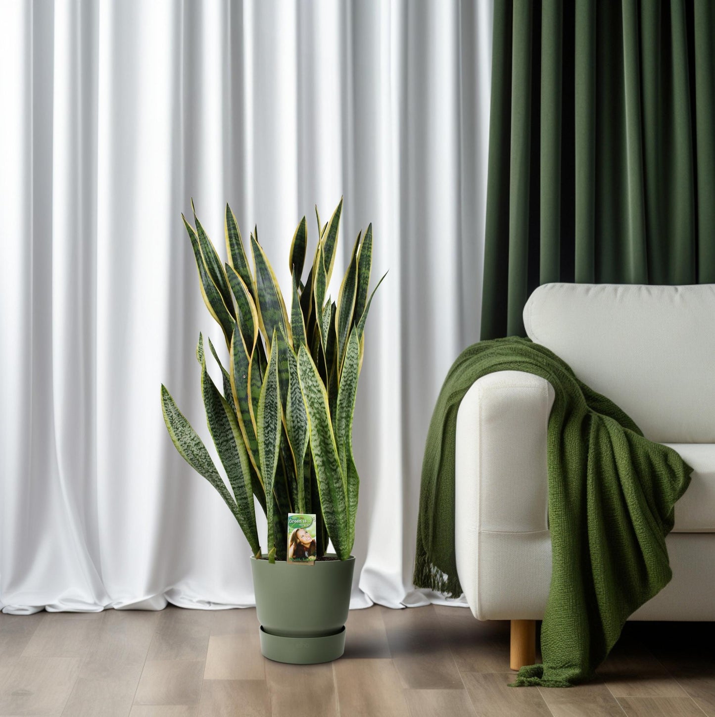Sansevieria Laurentii P26 - Extra Dik - Ø27cm - ↕100cm - Pflanzfix24