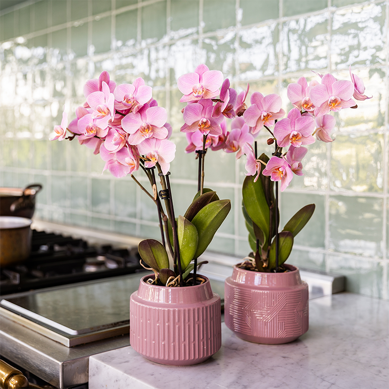 Kolibri Orchids - Überraschungsbox Einfarbig - Pflanzfix24