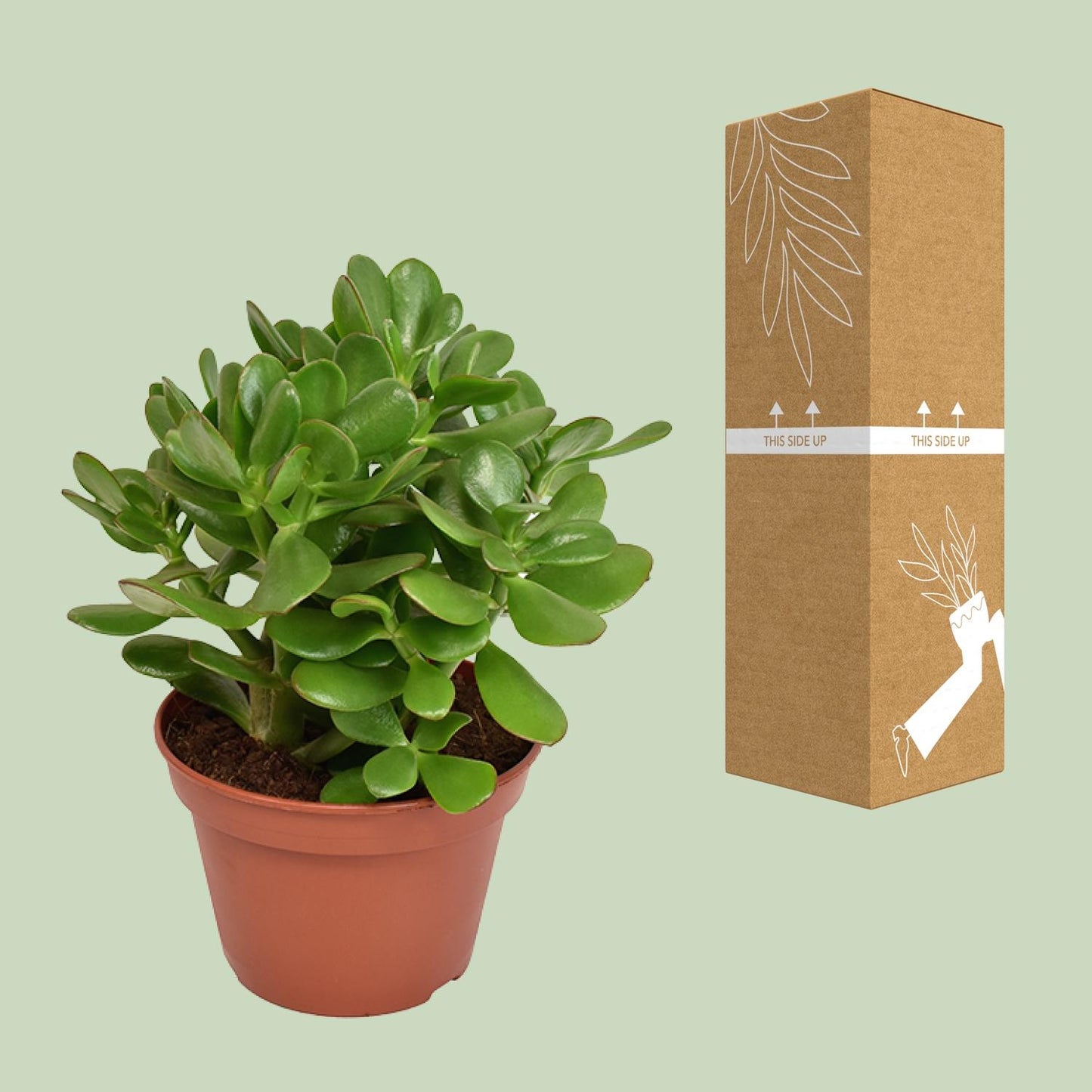 Crassula Ovata - Ø15cm - ↕21cm von Pflanzfix24