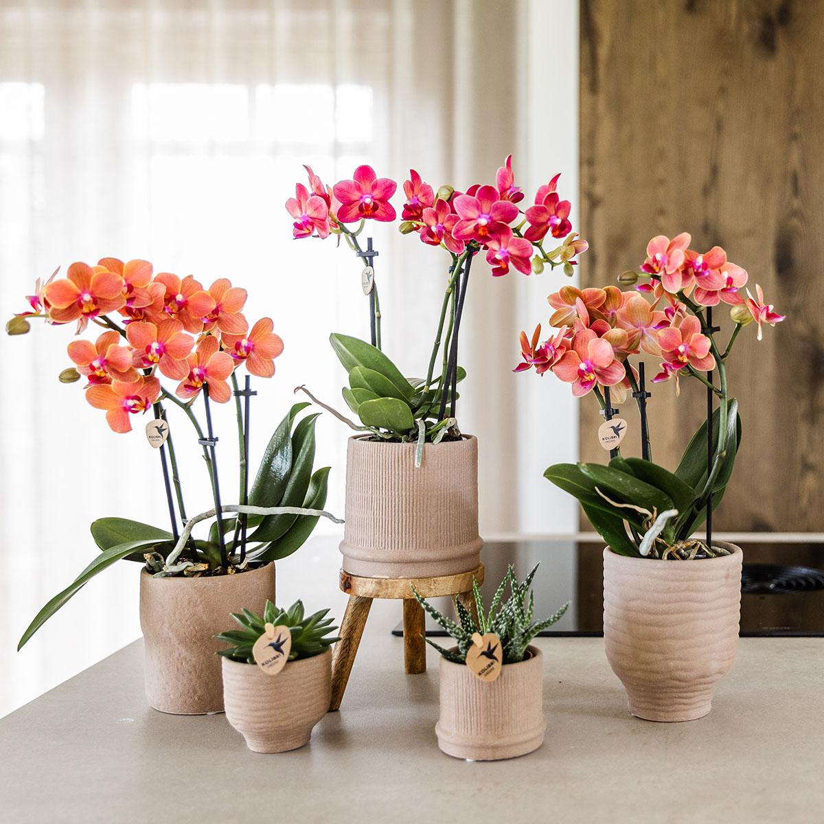 4er Set Phalaenopsis Bozen Orange – Combi Deal Ø9cm | Pflanzfix24.de - Pflanzfix24.de