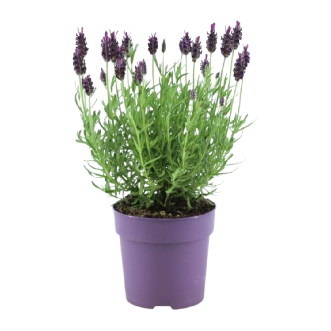 6x Lavandula stoechas Anouk® - Set van 6 Franse Lavendels - Pflanzfix24.de - Pflanzfix24.de