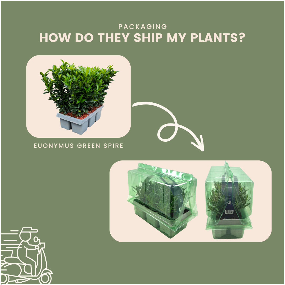 6 x Euonymus 'Green Spire' - 6 x Ø 7 cm - ↨ 15 cm - Pflanzfix24.de - Pflanzfix24.de