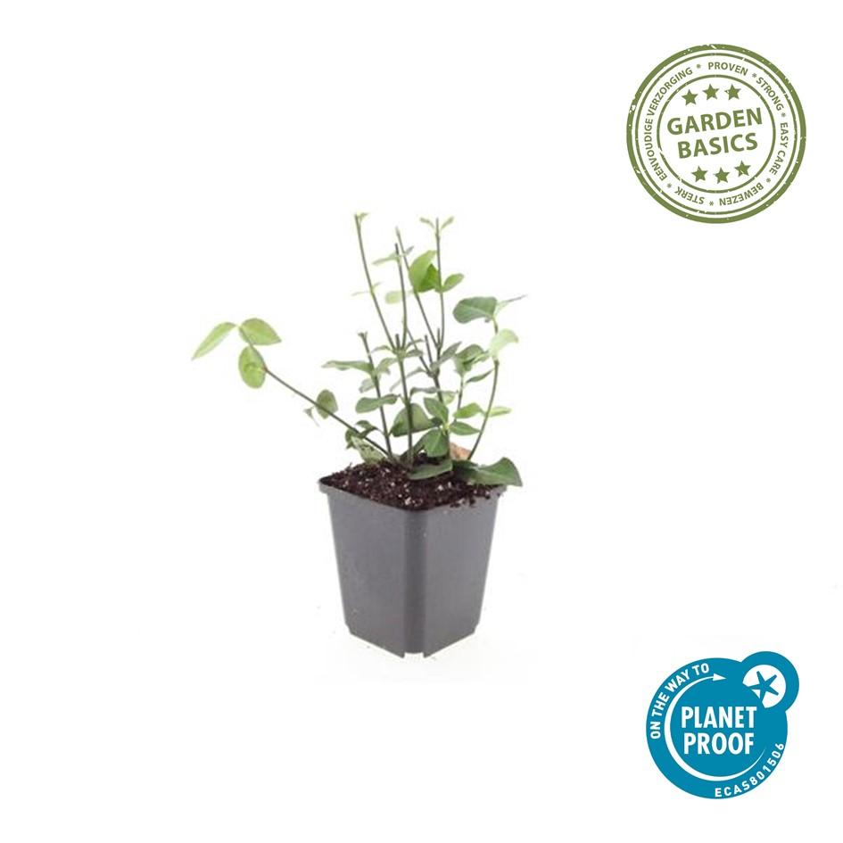 60x Euonymus fort. 'Coloratus' - Pflanzfix24.de - Pflanzfix24.de