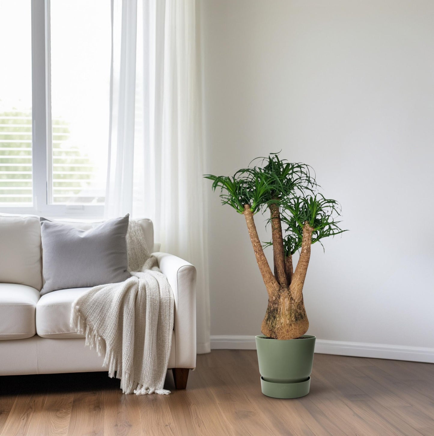 Beaucarnea Nolina - Ø29cm - ↕90cm bei Pflanzfix24