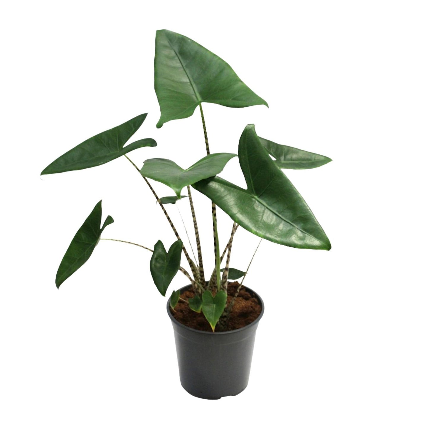 Alocasia Zebrina - Ø21cm - ↕80cm bei Pflanzfix24