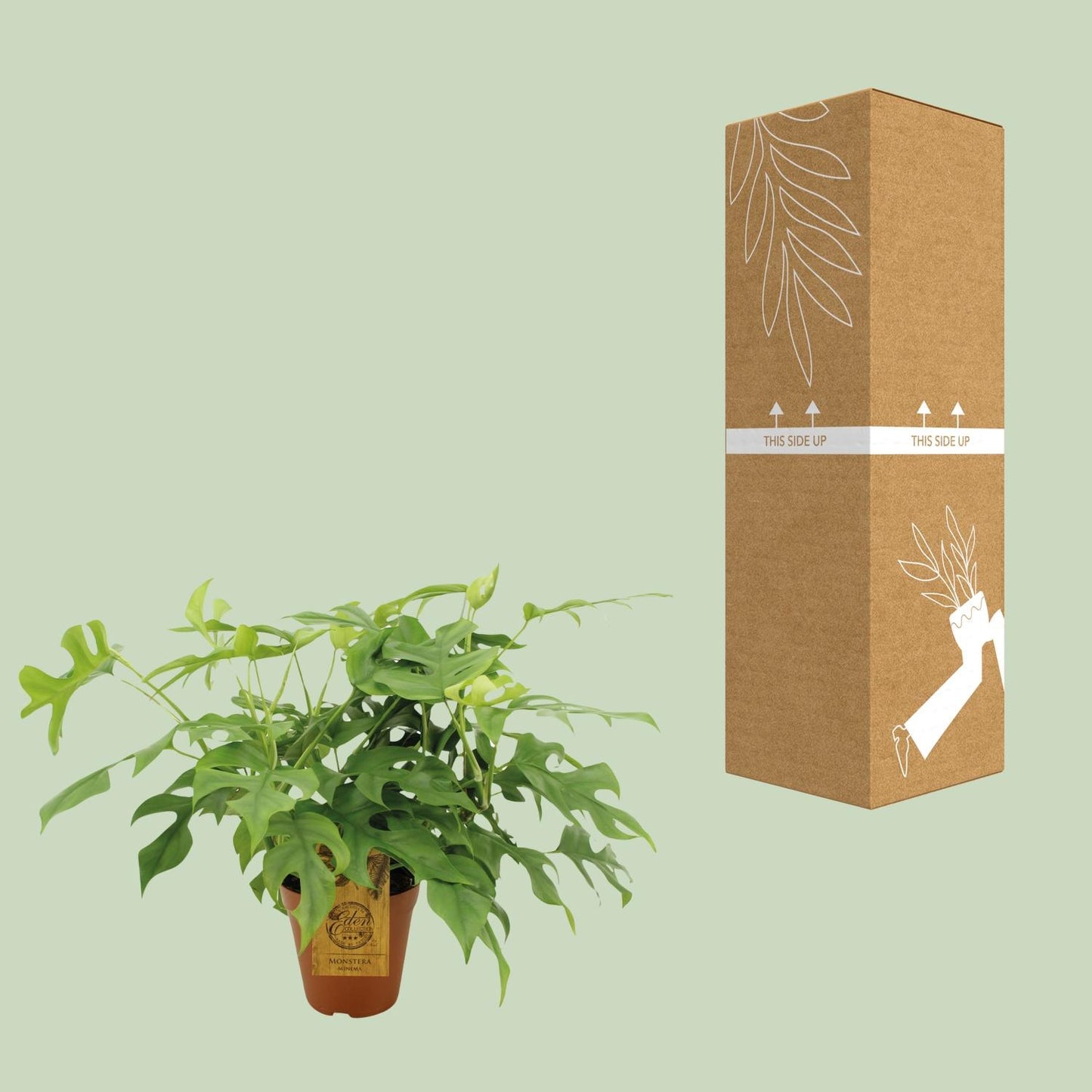 Monstera Minima Ø15cm – pflegeleichte Zimmerpflanze | Pflanzfix24.de - Pflanzfix24.de