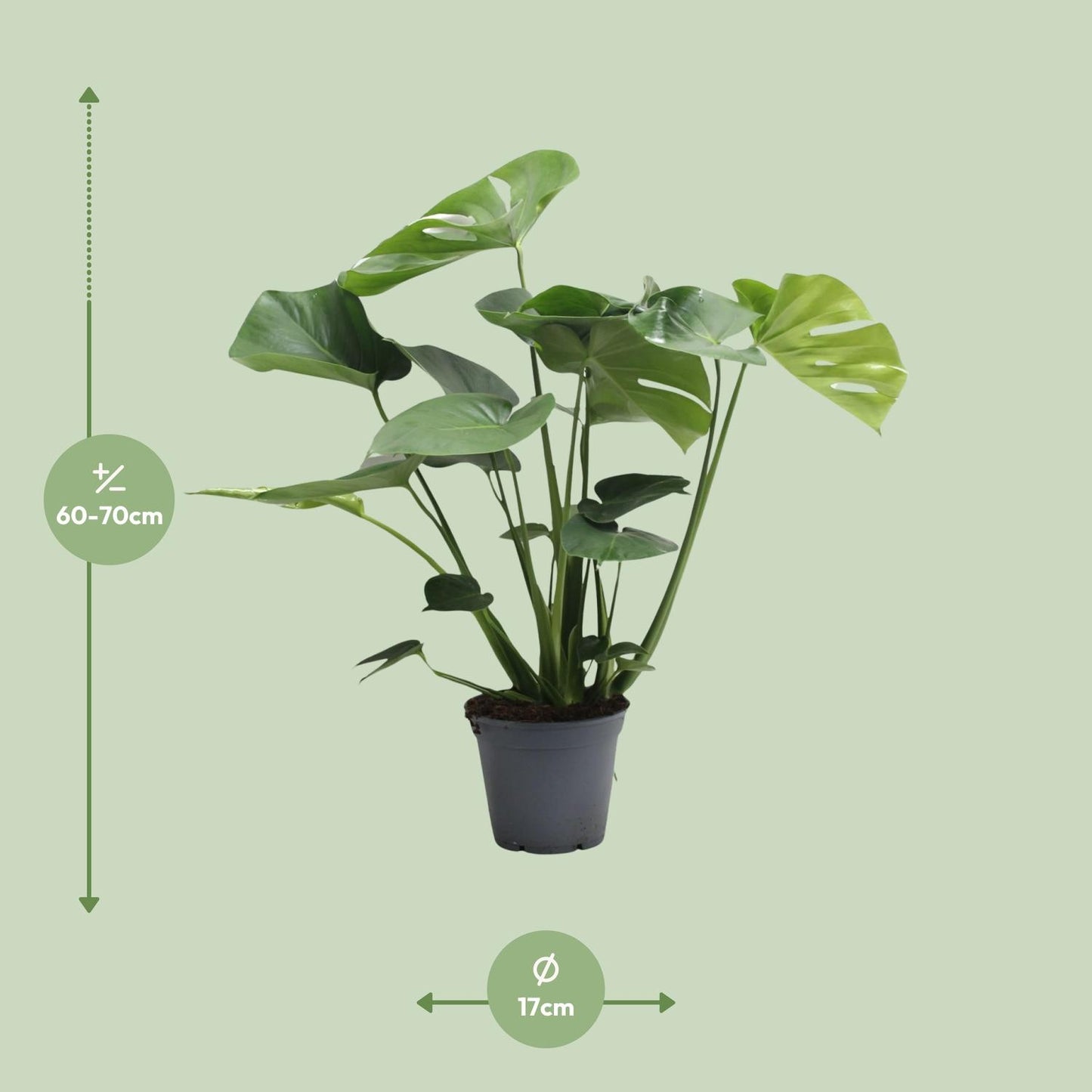 Monstera Deliciosa Tauerii - Zimmerpflanze im 17 cm Topf - Pflanzfix24