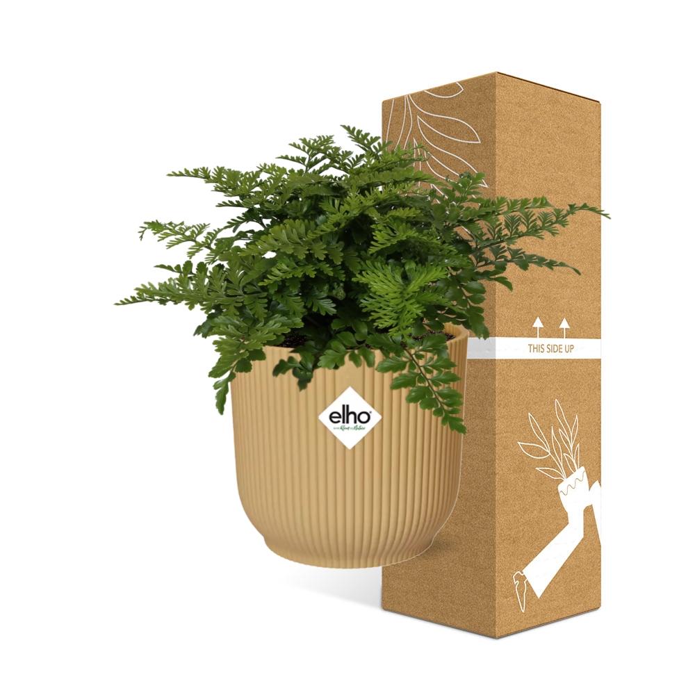 Asplenium Parvati ELHO Vibes Fold 14cm gelb – Luftreinigender Farn | Pflanzfix24