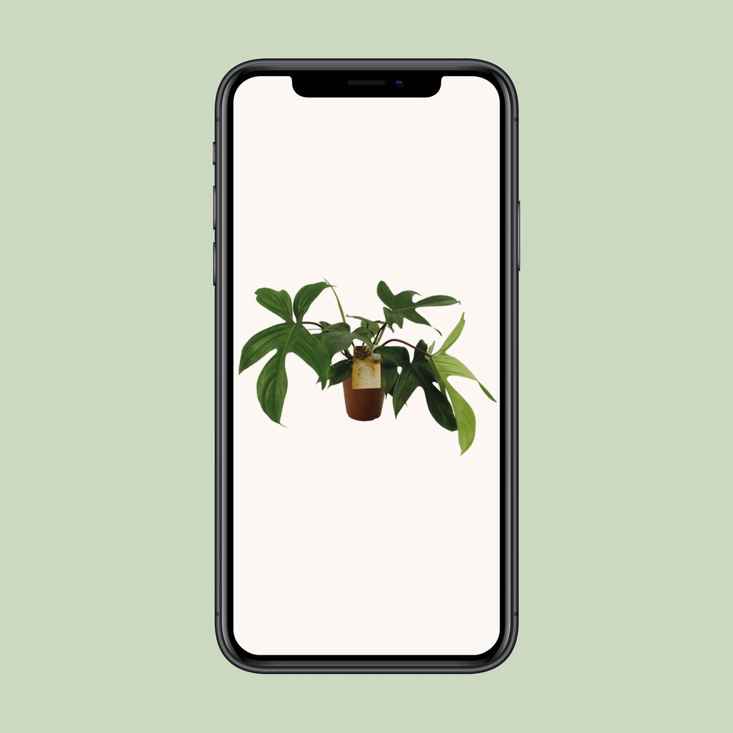 Philodendron Florida Green - Ø15cm - ↕50cm - Pflanzfix24