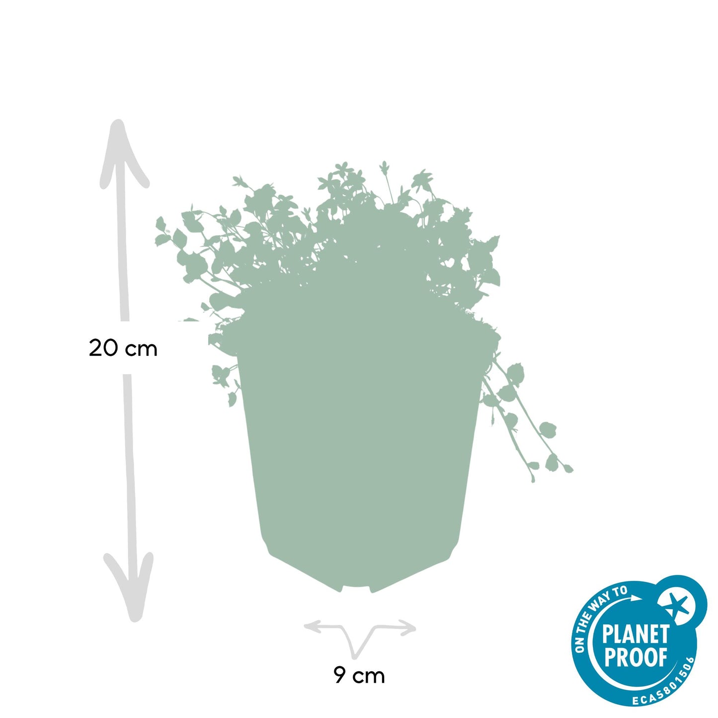 12x Isotoma fluviatilis – Blauer Sternteppich Bodendecker | Pflanzfix24.de - Pflanzfix24.de