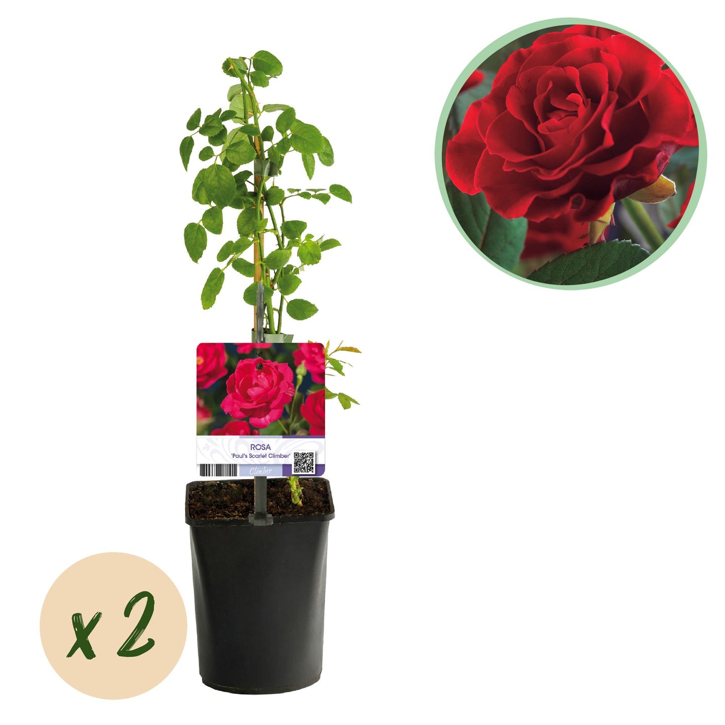 Pflanzfix24 - Kletterrose - Rosa Paul Scarlet Climber - Blüte Rot - 2er Set - Topf 11cm