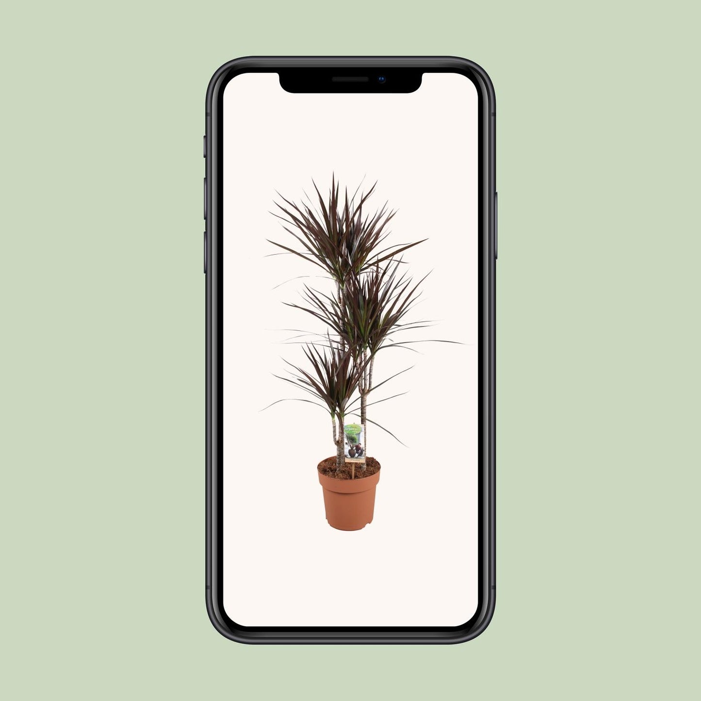 Dracaena Magenta - Ø21cm - pflanzfix24