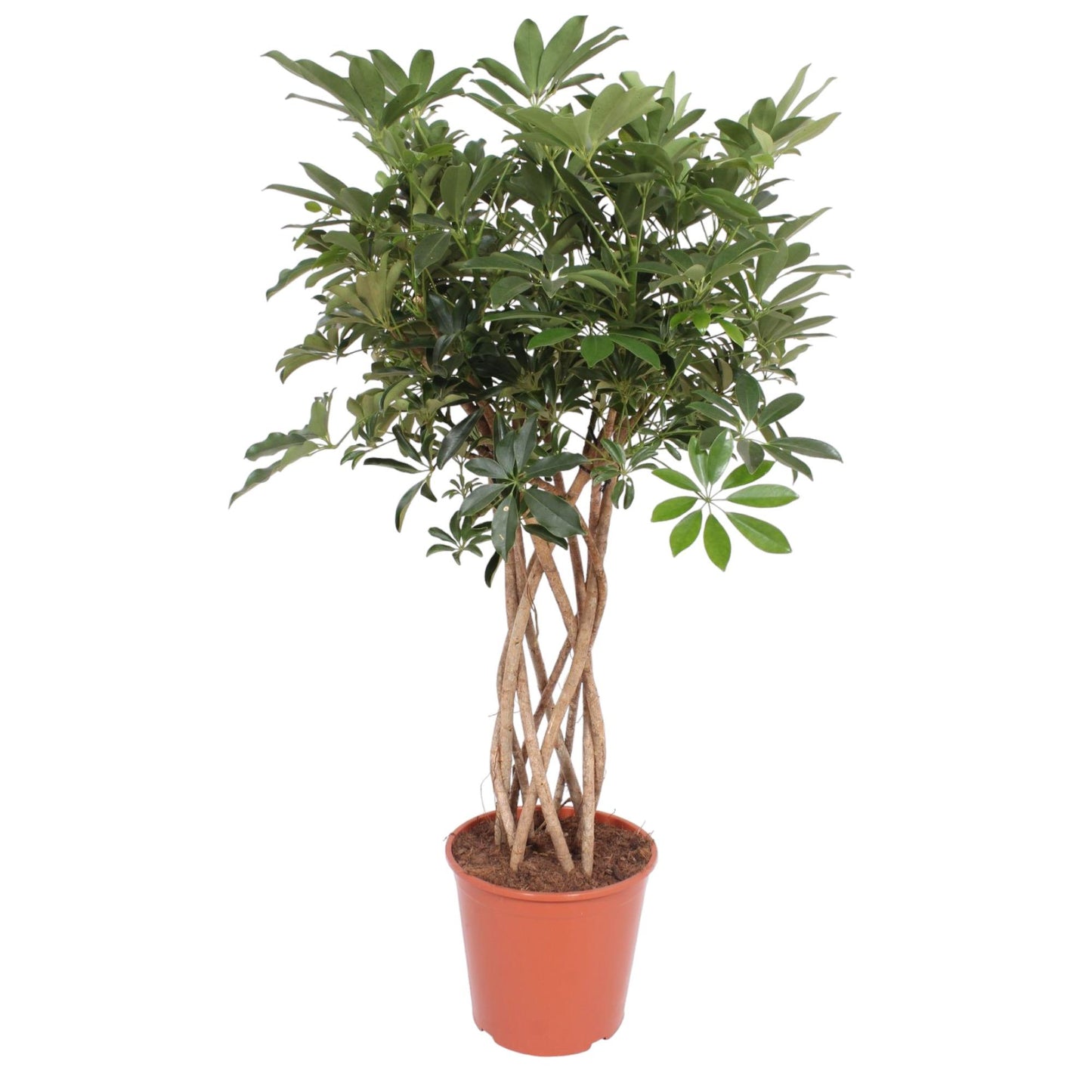 Schefflera Compacta geflochtener Stamm 130cm | Pflanzfix24.de - Pflanzfix24.de