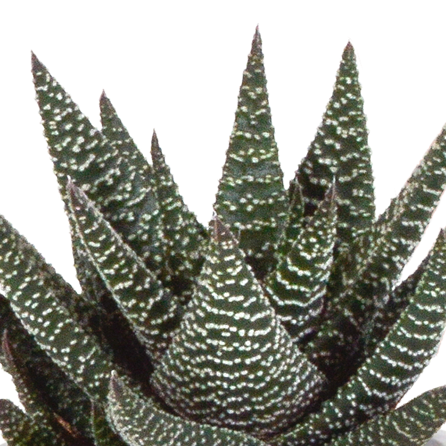 Gasteria/Haworthia-Mischung 8,5cm - 3x - in Terracotta-Topf | Pflanzfix24.de - Pflanzfix24.de