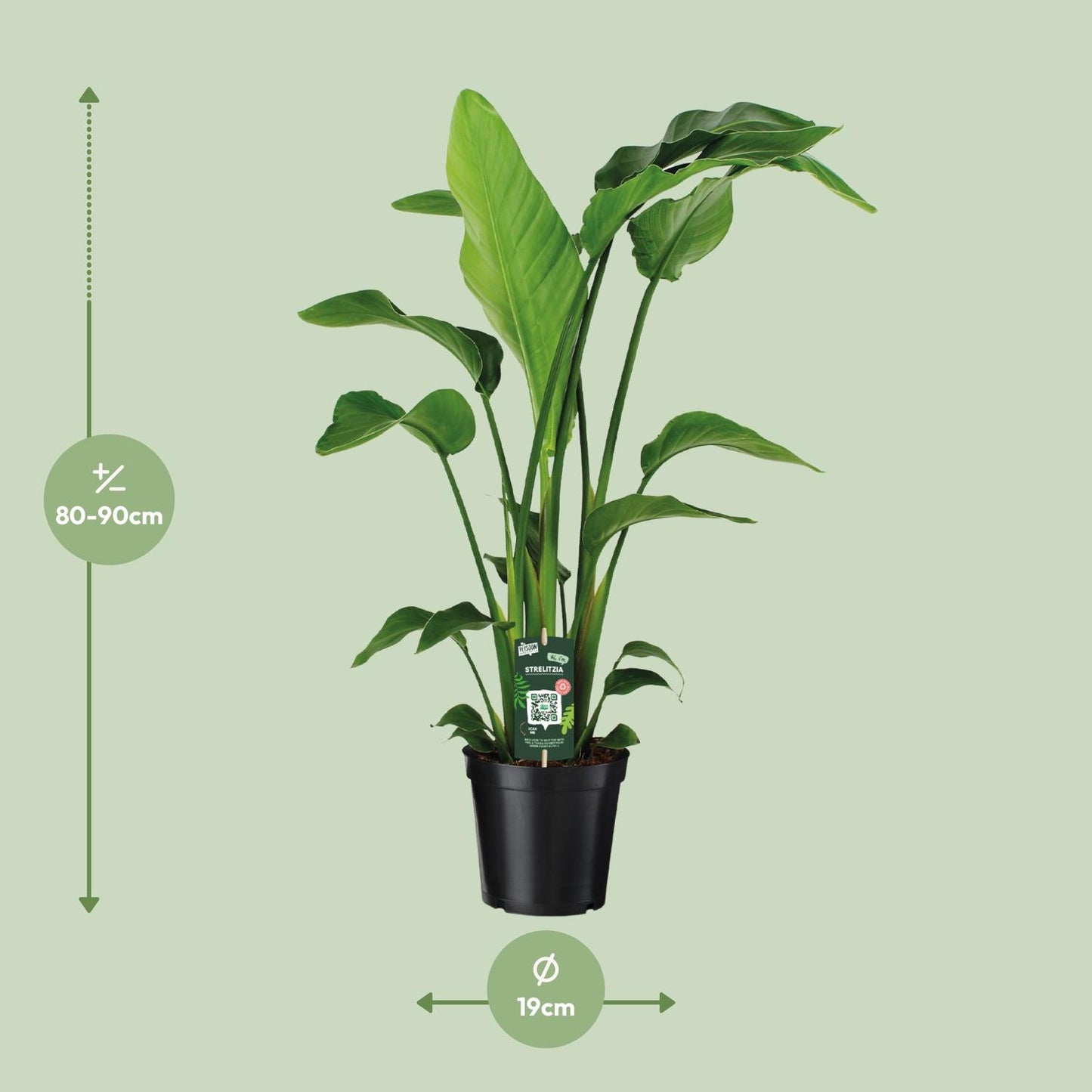Strelitzia Nicolai Paradiesvogelblume 90 cm – Pflanzfix24.de - Pflanzfix24.de