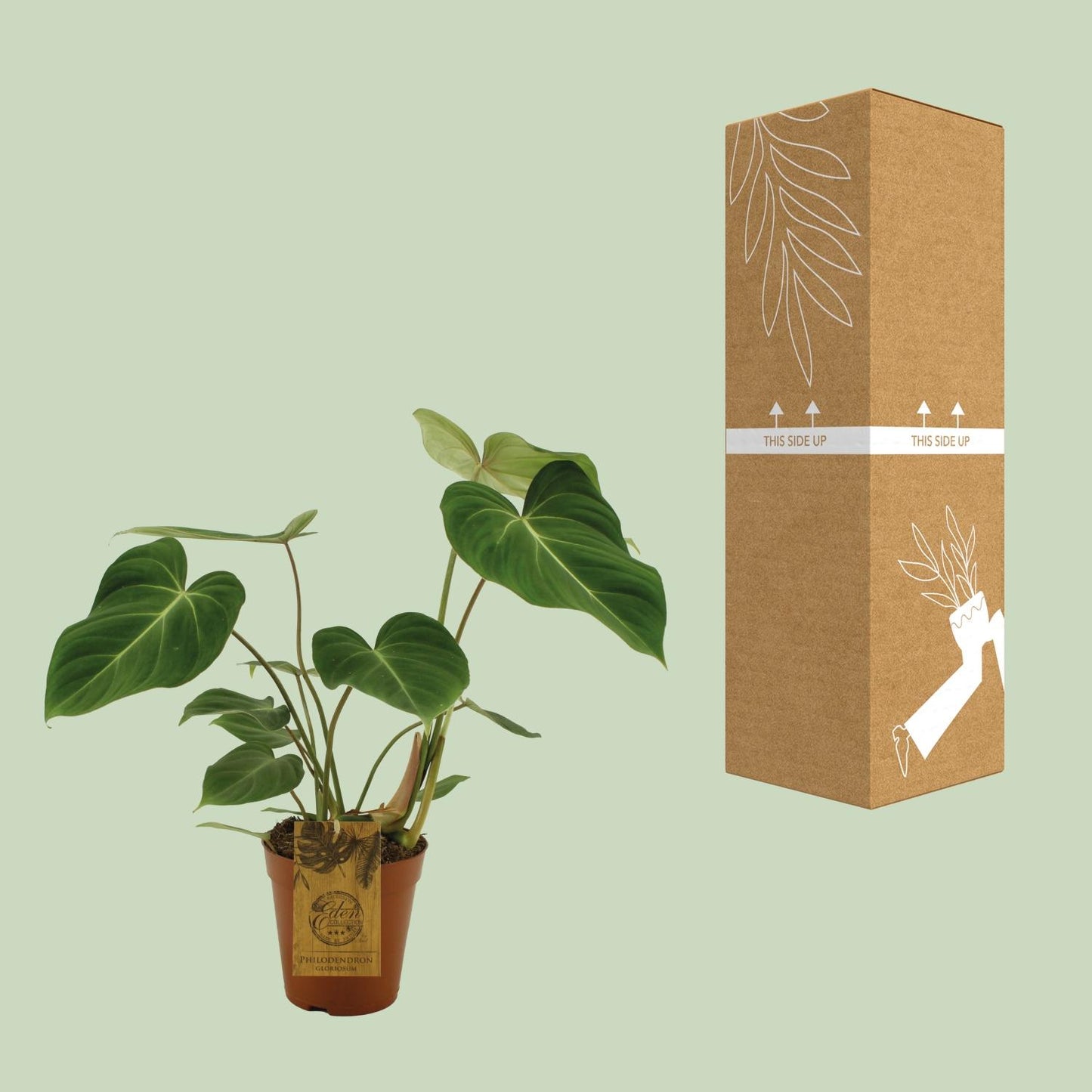 Philodendron Gloriosum Ø15cm – Samtblatt Zimmerpflanze | Pflanzfix24.de - Pflanzfix24.de