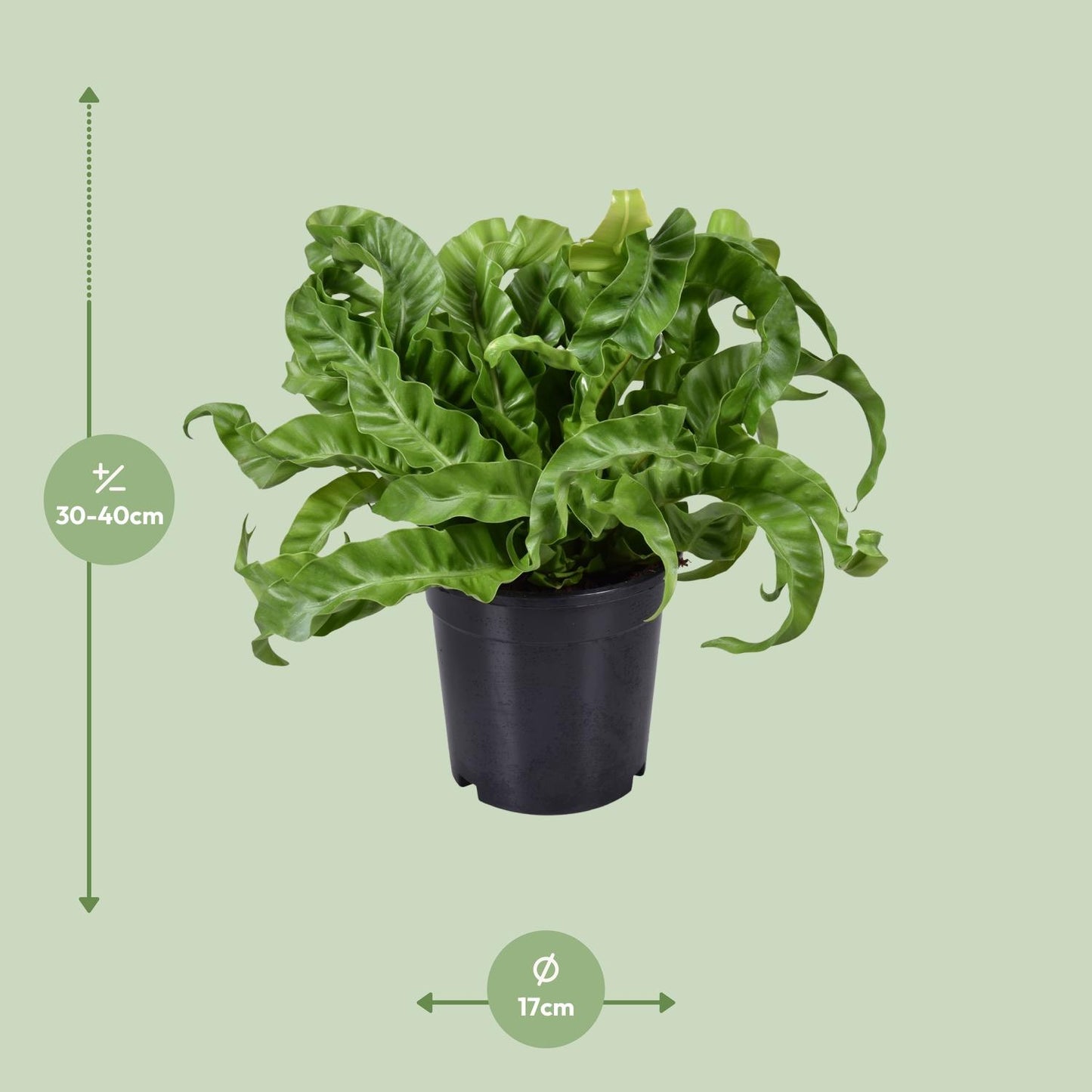 Asplenium Antiquum - Ø17cm - ↕40cm - Pflanzfix24