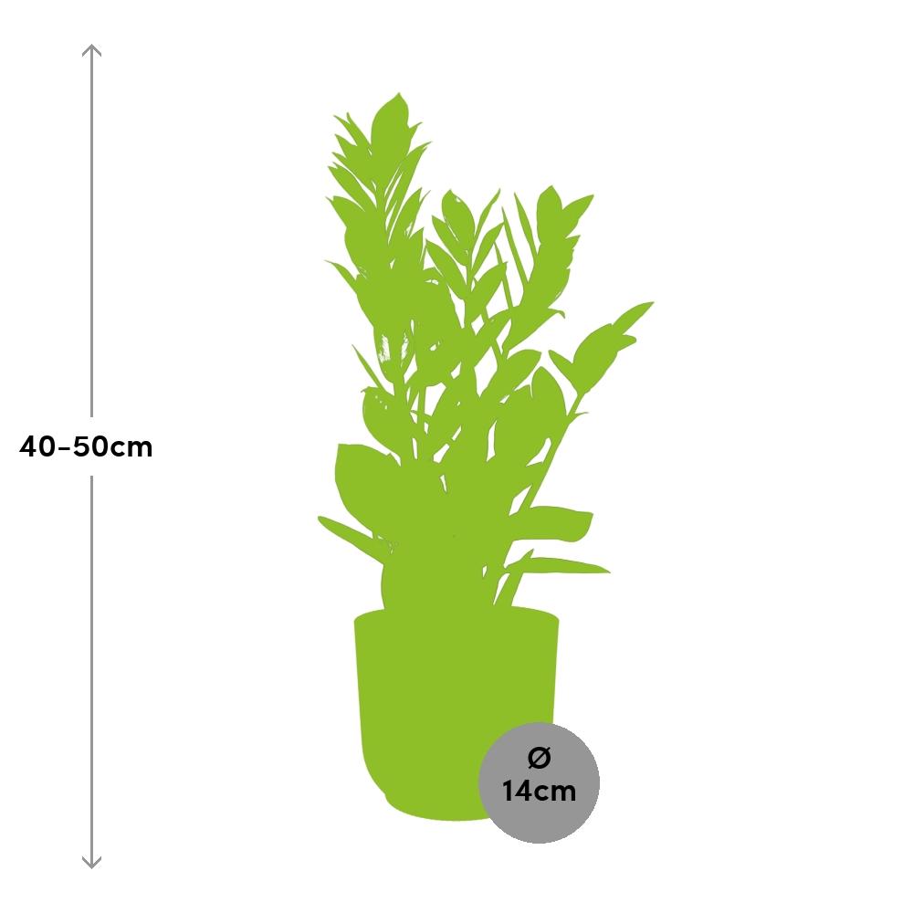 Zamioculcas ZZ-Pflanze 45–50 cm gelber Elho-Topf – Pflanzfix24