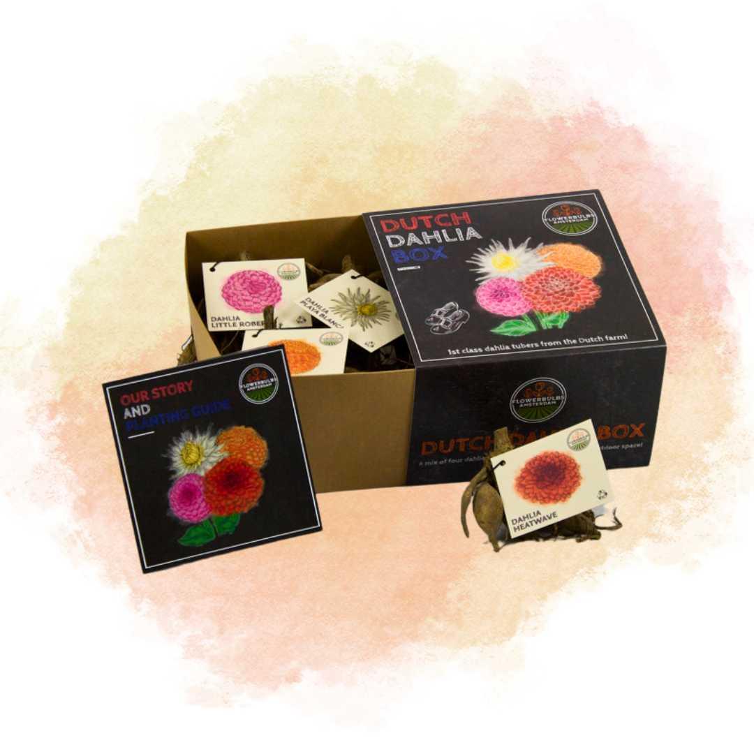 Dutch Dahlia Mix - Luxusbox Mittel, Set von 4 niederländischen Dahlien - Pflanzfix24.de - Pflanzfix24.de
