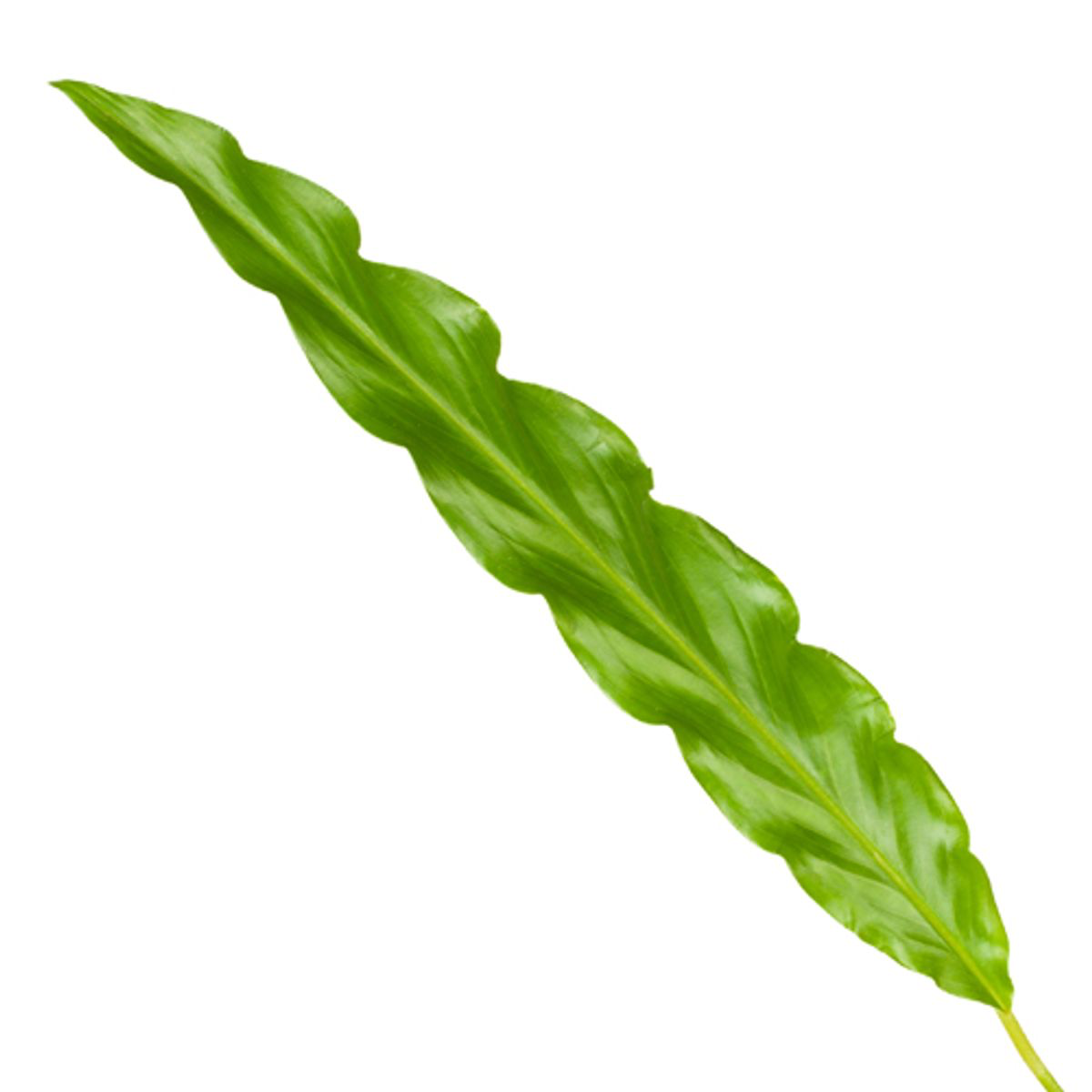 Calathea Bluegrass - 35 cm - Ø12cm bei Pflanzfix24.de - Pflanzfix24.de