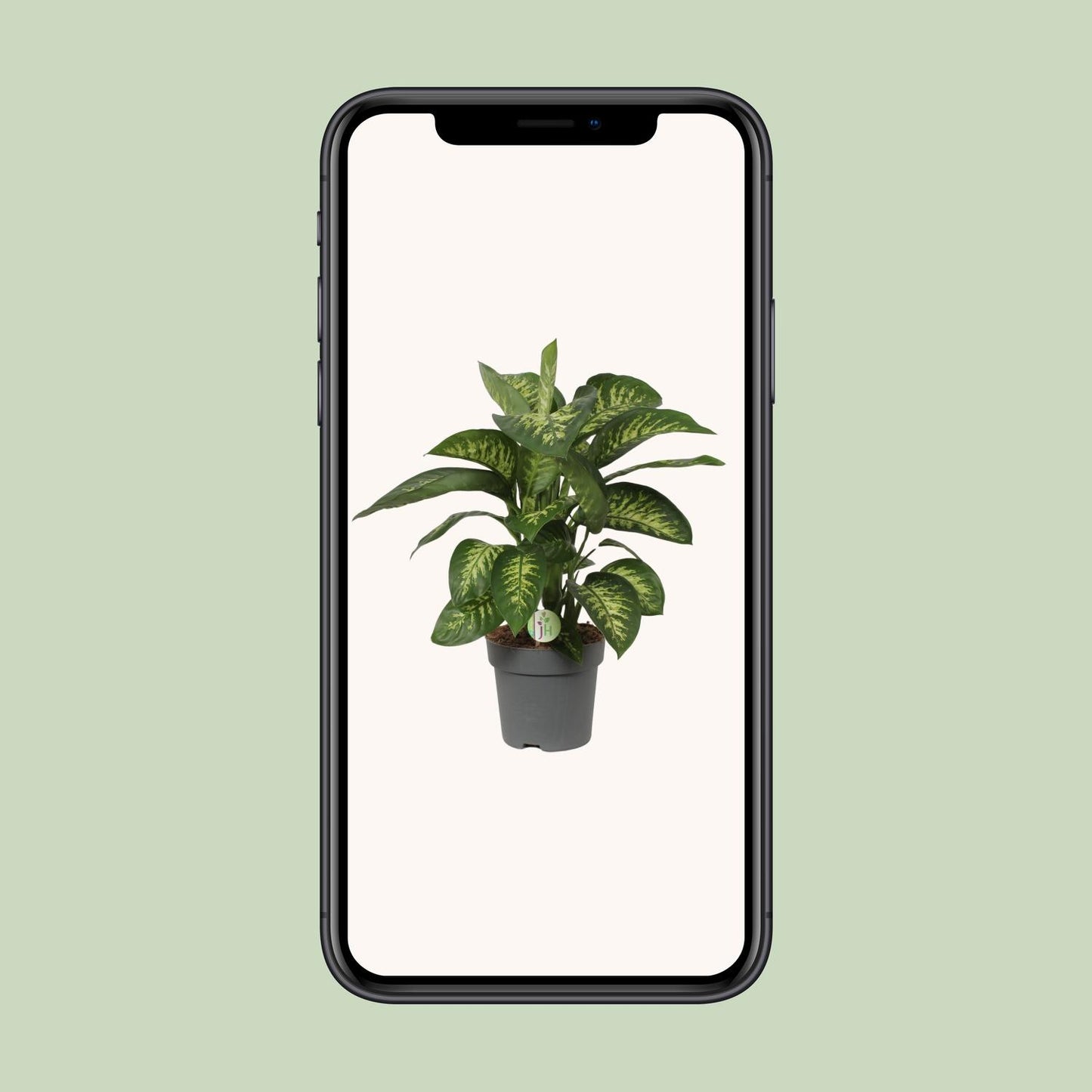 Dieffenbachia Reeva - Ø24cm - ↕75cm - Pflanzfix24