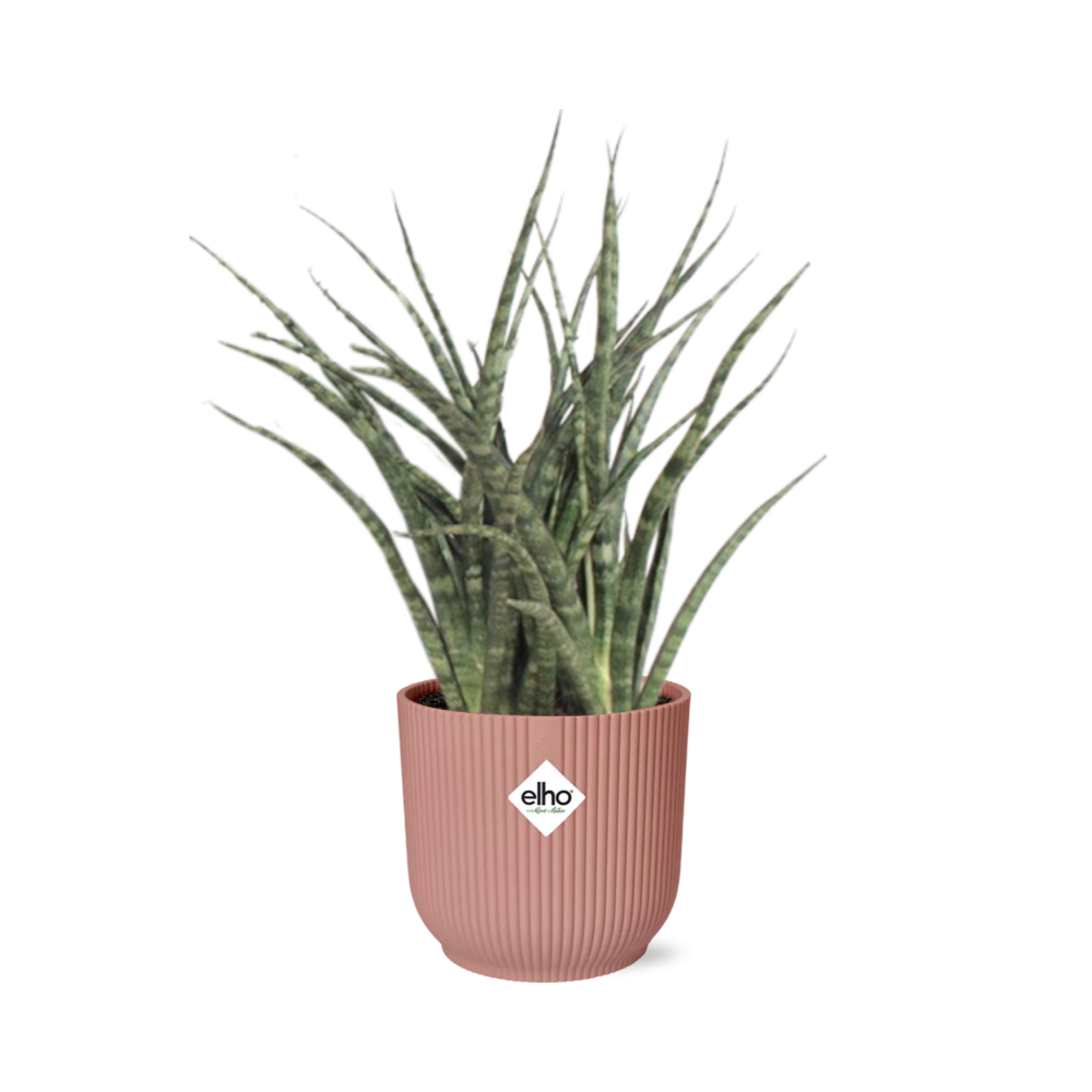 Sansevieria Fernwood Punk in ELHO Vibes Fold 14cm roze - Pflanzfix24