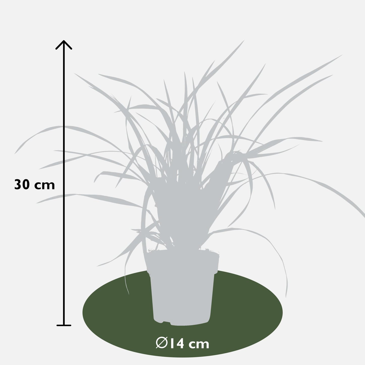 3x Carex morrowii 'Irish Green' - ↨30cm - Ø14 - Pflanzfix24