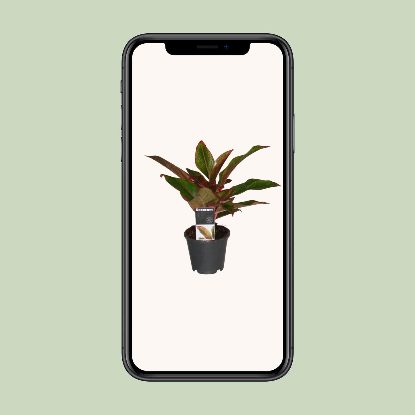 Aglaonema Crete - Ø12cm - Pflanzfix24