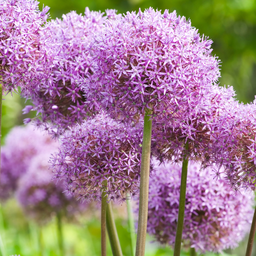 Globemaster - Allium bollen 5 stuks - Pflanzfix24