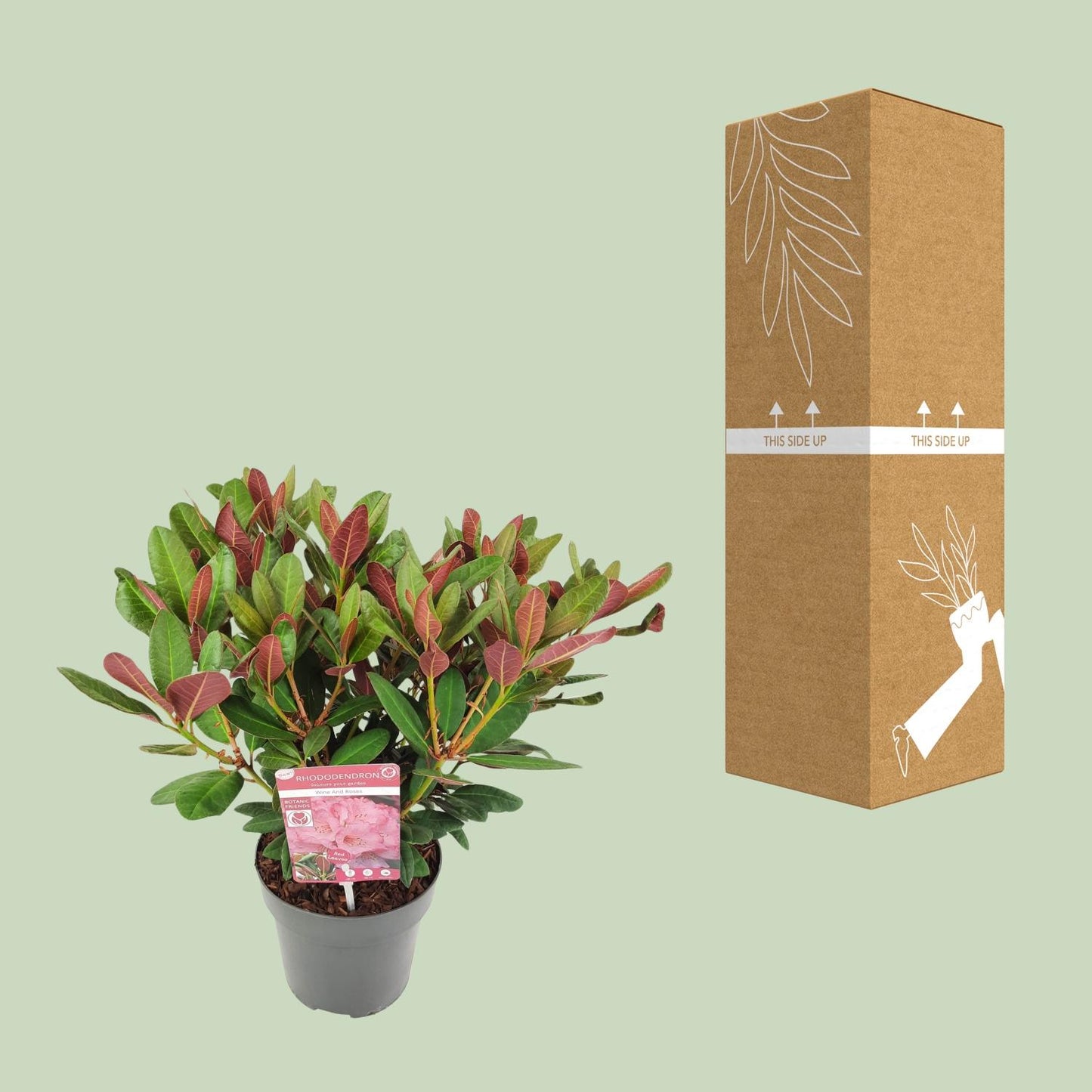 Rhododendron 'Wine & Roses' - Ø19 ↕45 von Pflanzfix24