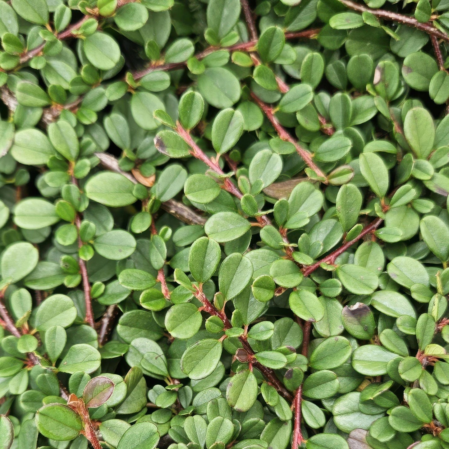 20x Cotoneaster prostratus 'Streib's Findling' Bodendecker | Pflanzfix24.de - Pflanzfix24.de