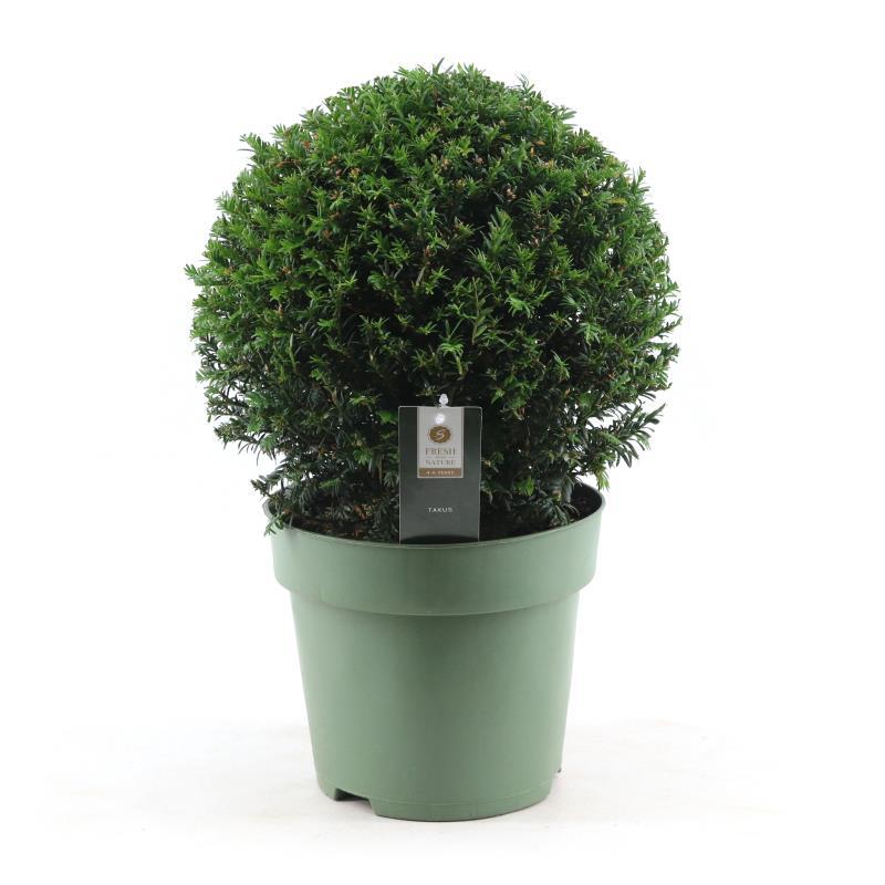 Taxus Collection Ball Ø32cm P24 - Ø24cm - ↕45cm - Pflanzfix24