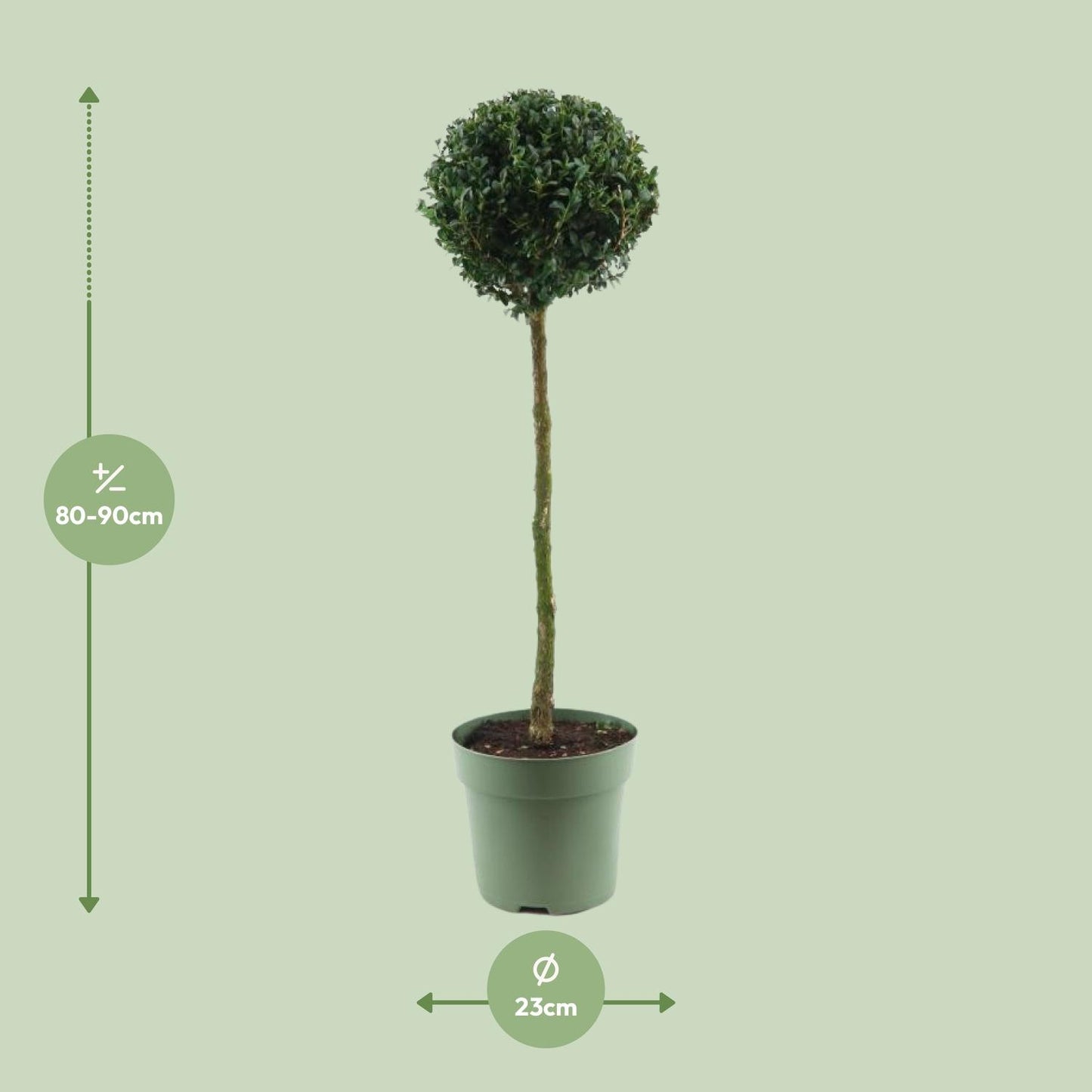 Buxus Semp. Mono-Ball - Ø23cm - ↕85cm - Pflanzfix24